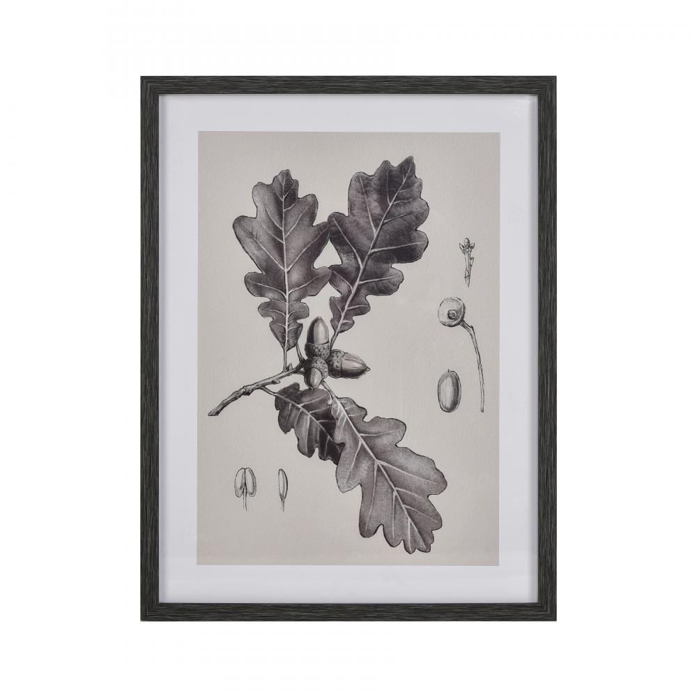 Oak II Botanic Framed Wall Art